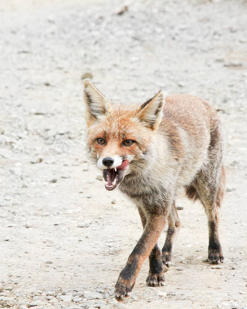 Страшный Лисенок