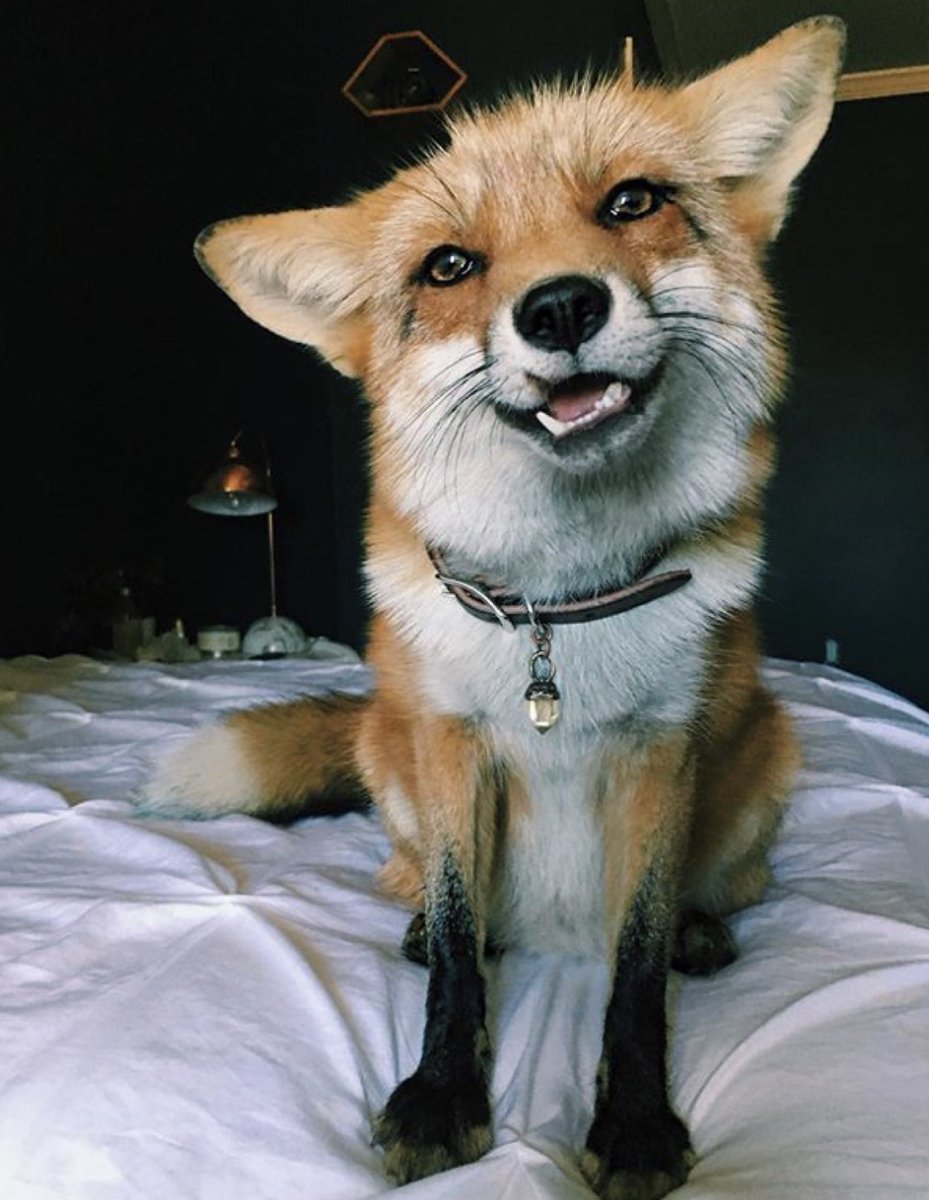 Упоротая лиса