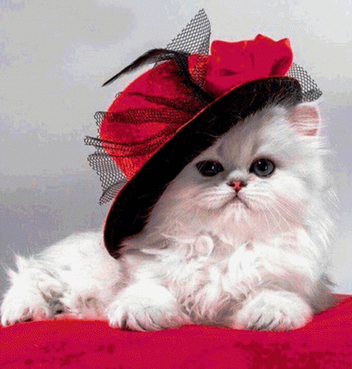 Кошка с бантом