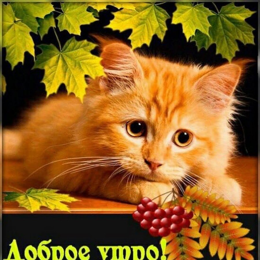 Привет картинки