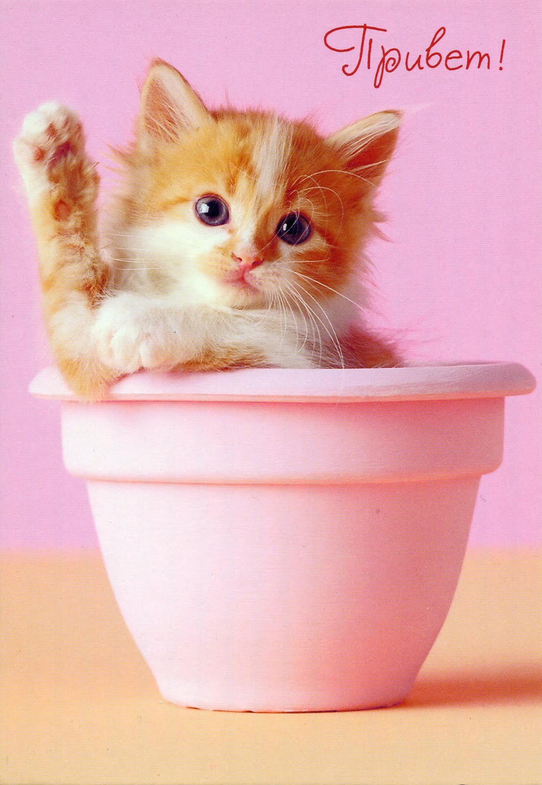 Алмазная мозаика котёнок