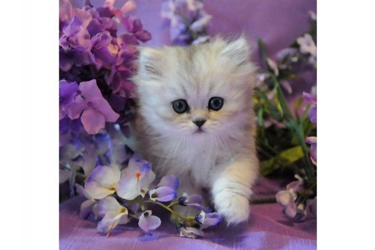 Привет котенок