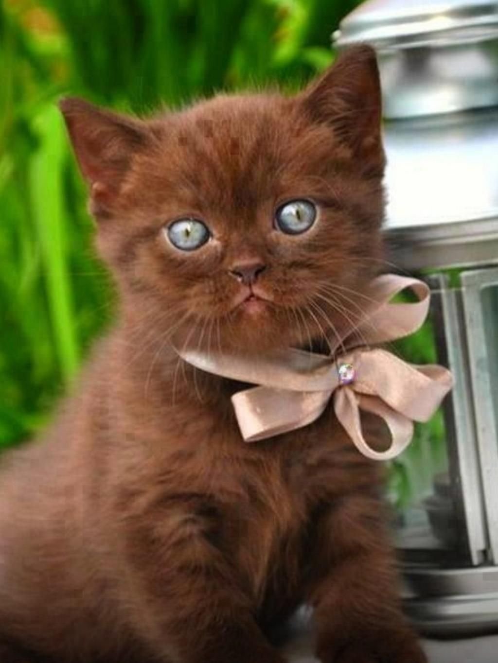 Котик приветствует