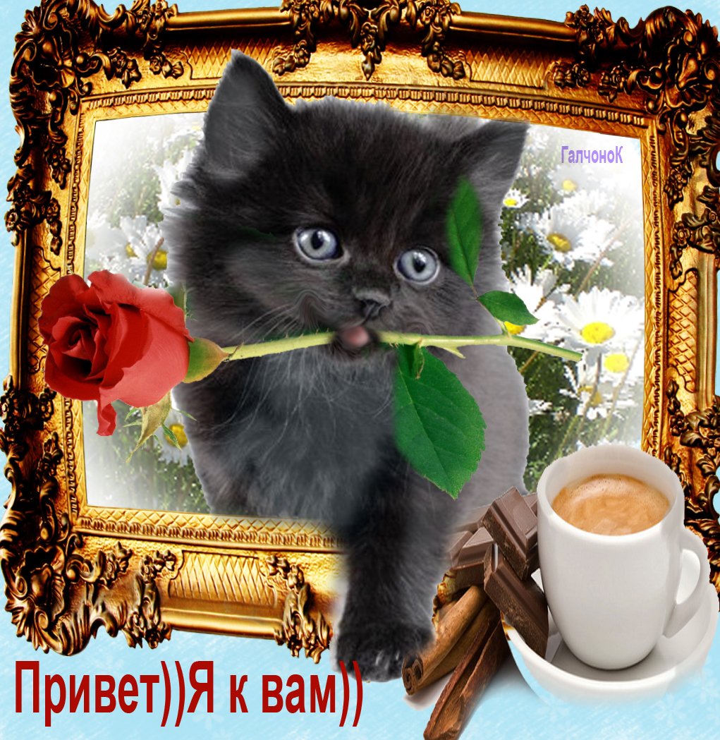 Приветик с котятами