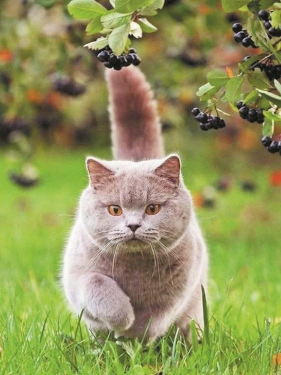 Котик машет лапкой