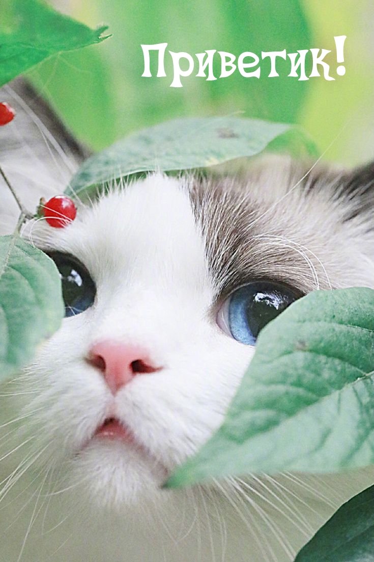 Привет как дела картинки