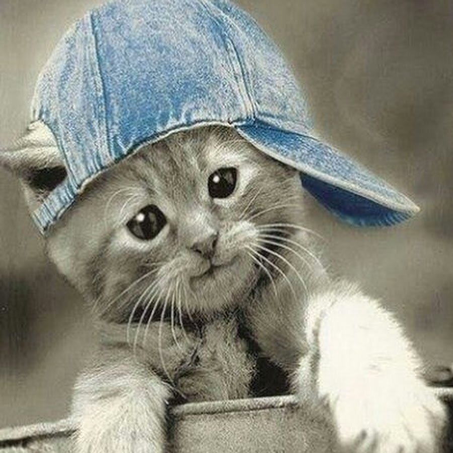 Коты Аристократы кошечка Мари