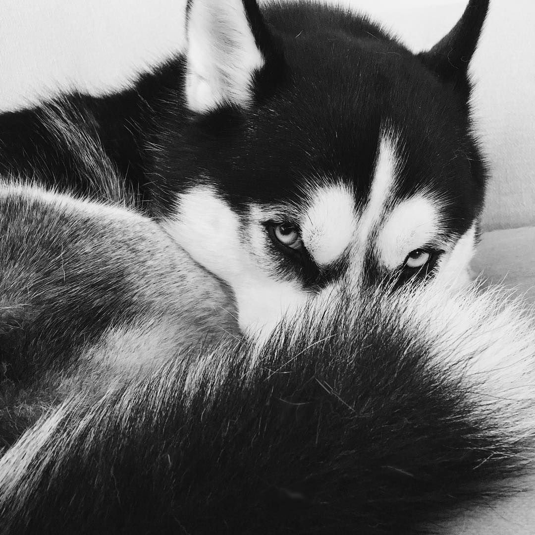 Хаски щенок