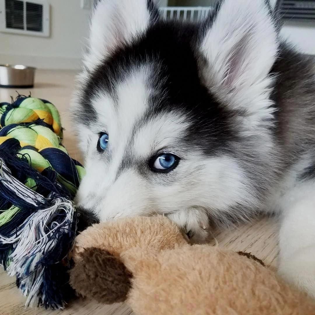 Сибирский хаски маленький