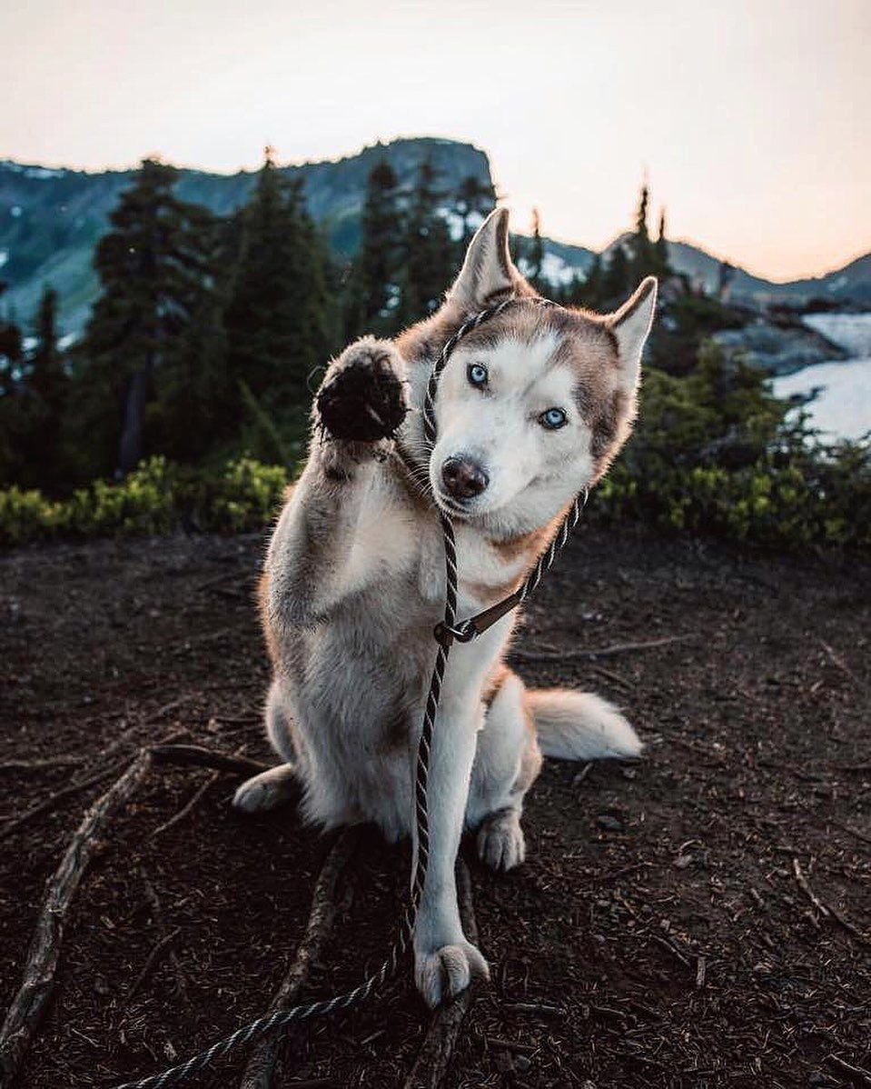Сибирский хаски Эстетика