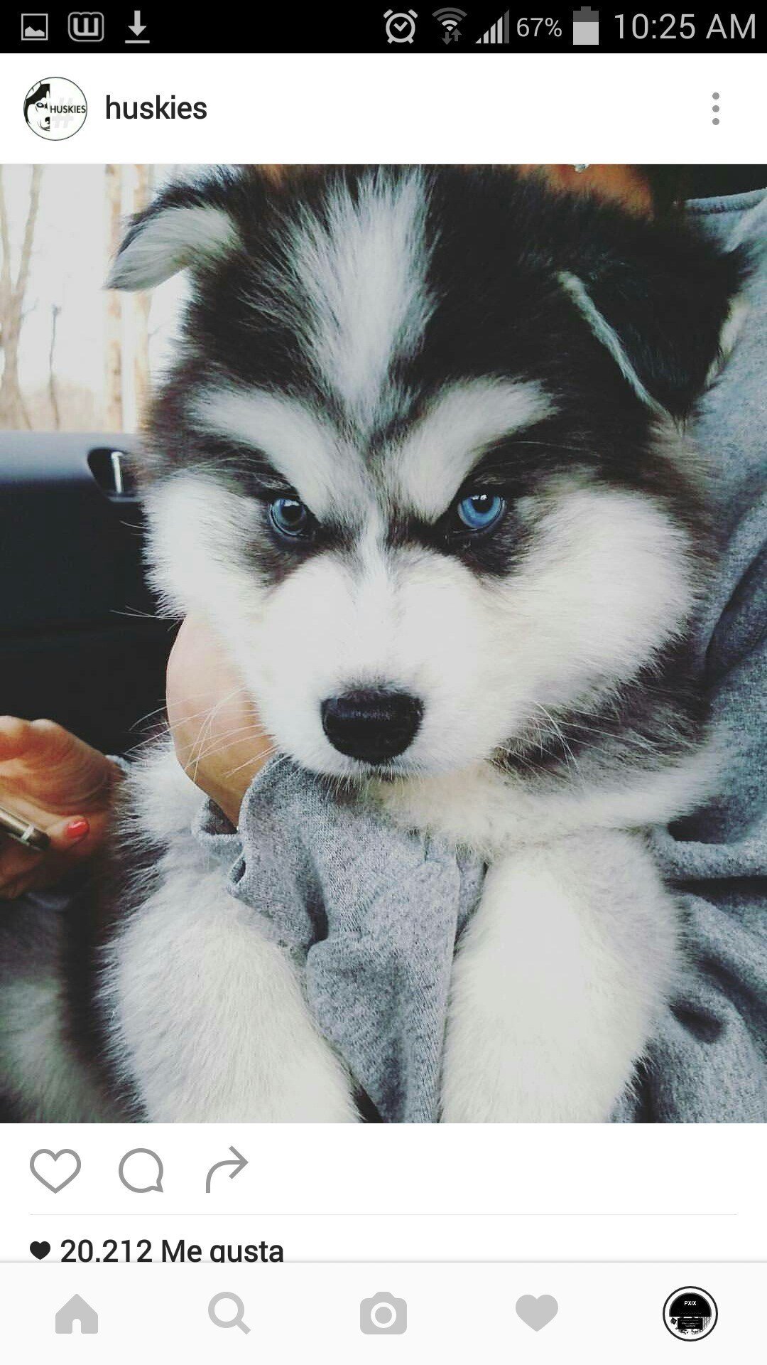 Имена для собак хаски