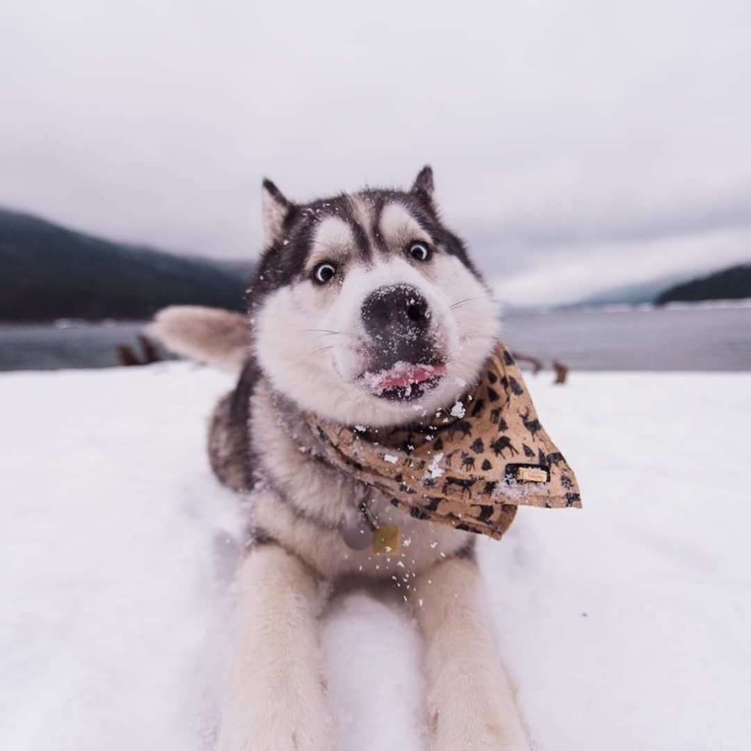 Порода хаски Инстаграмм