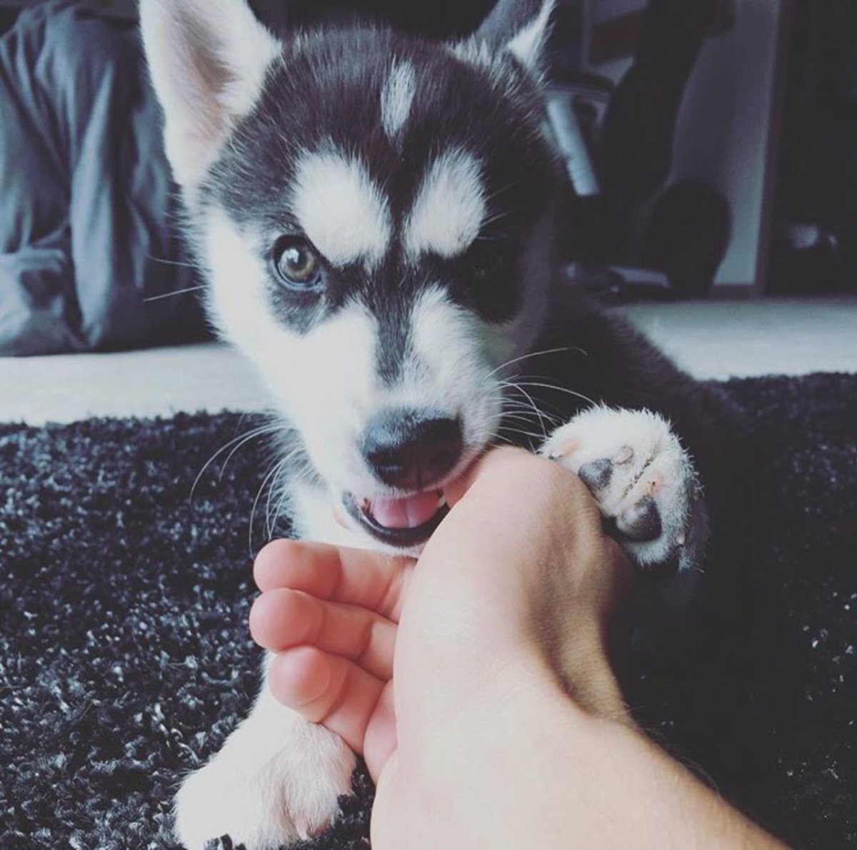 Хаски подросток