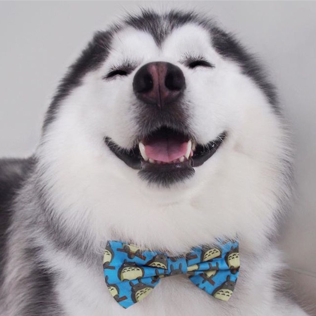 Хаски с бантиком
