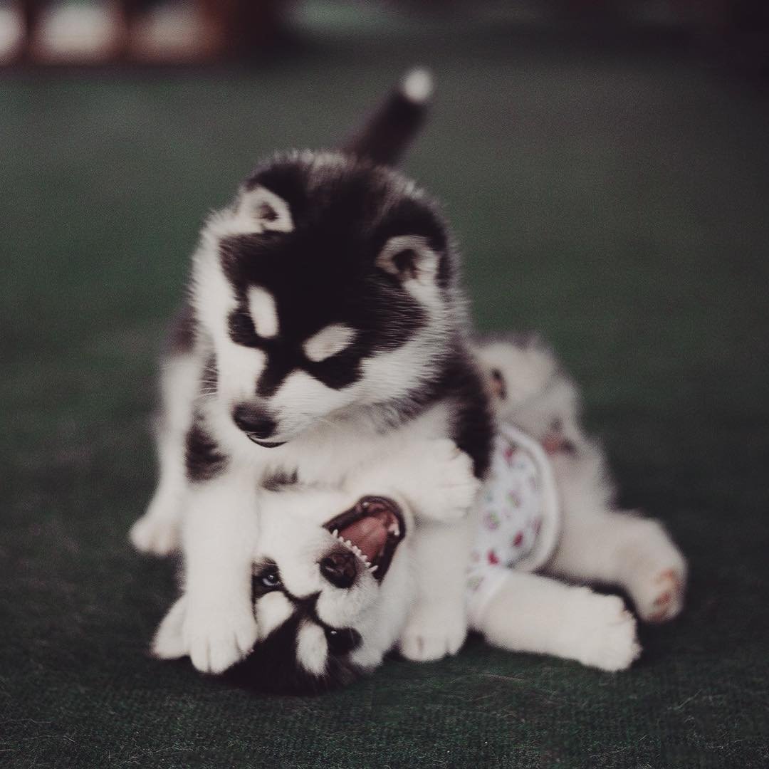 Няшная хаски