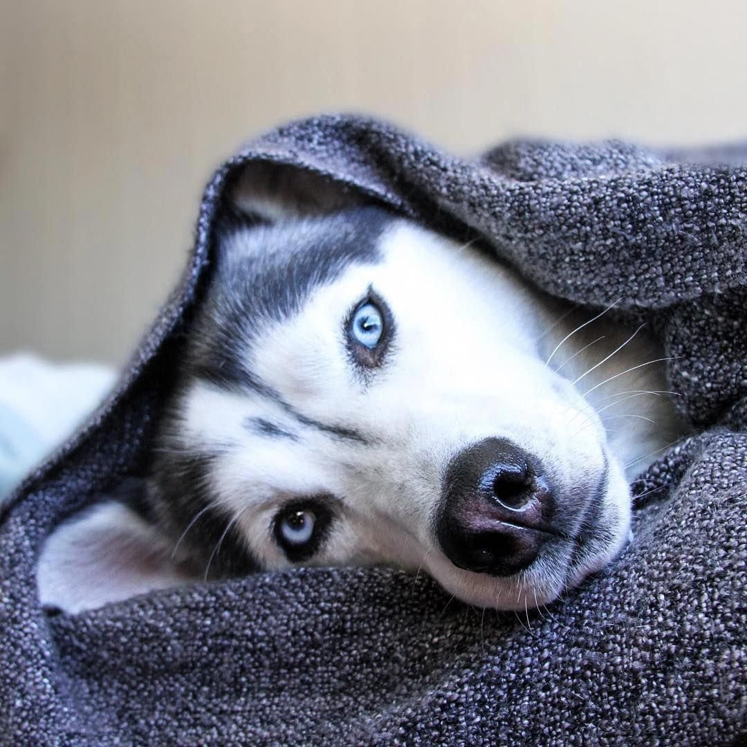 Хаски милашки