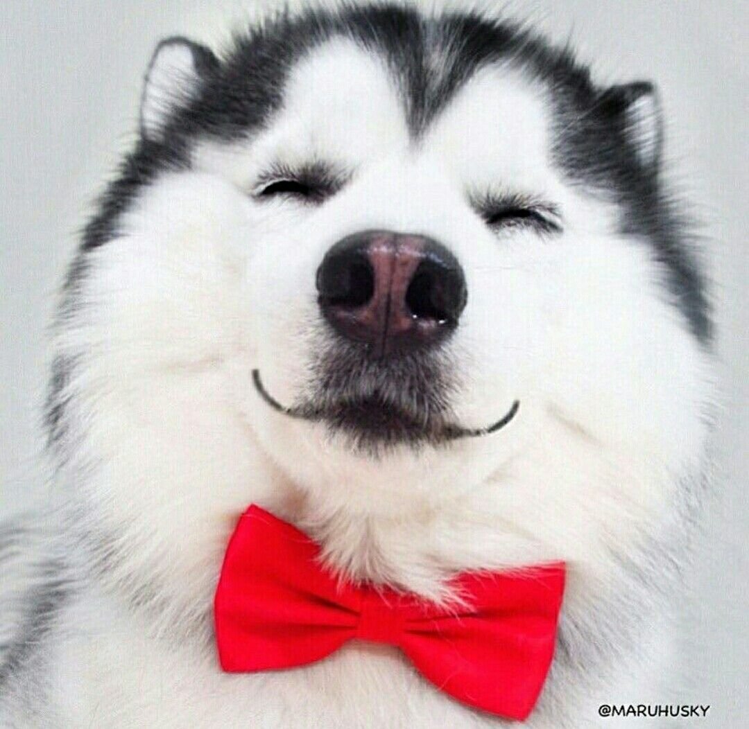 Хаски на аву