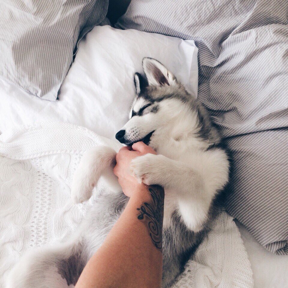 Собаки хаски сохраненки