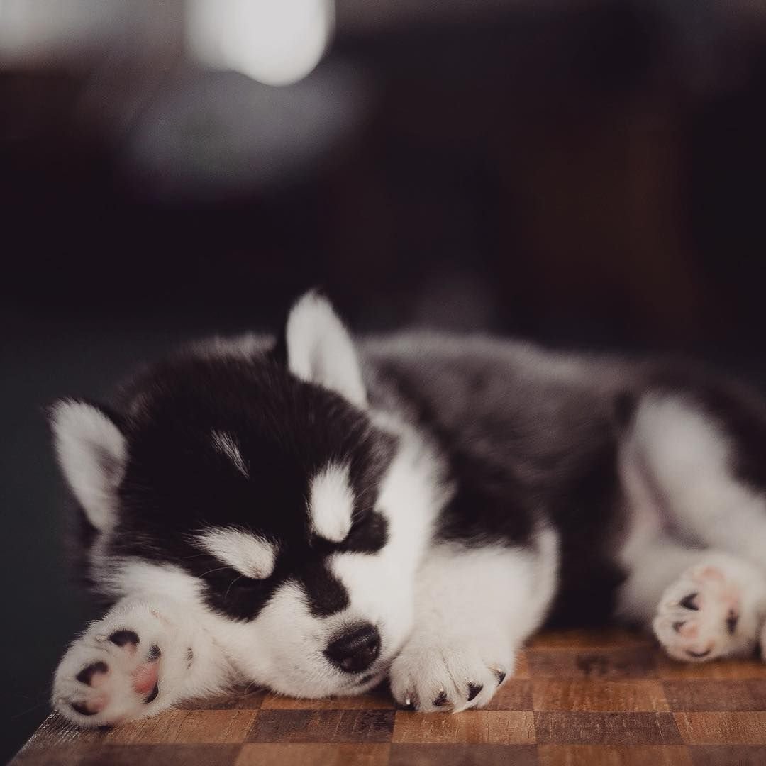 Милый маленький хаски