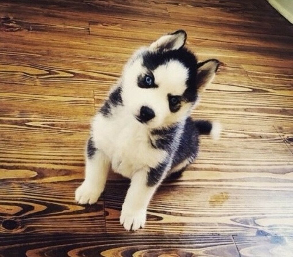 Милые хаски