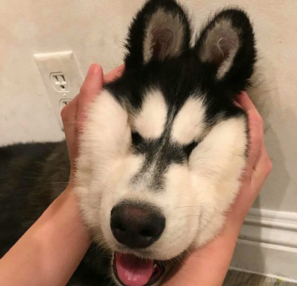 Забавные хаски