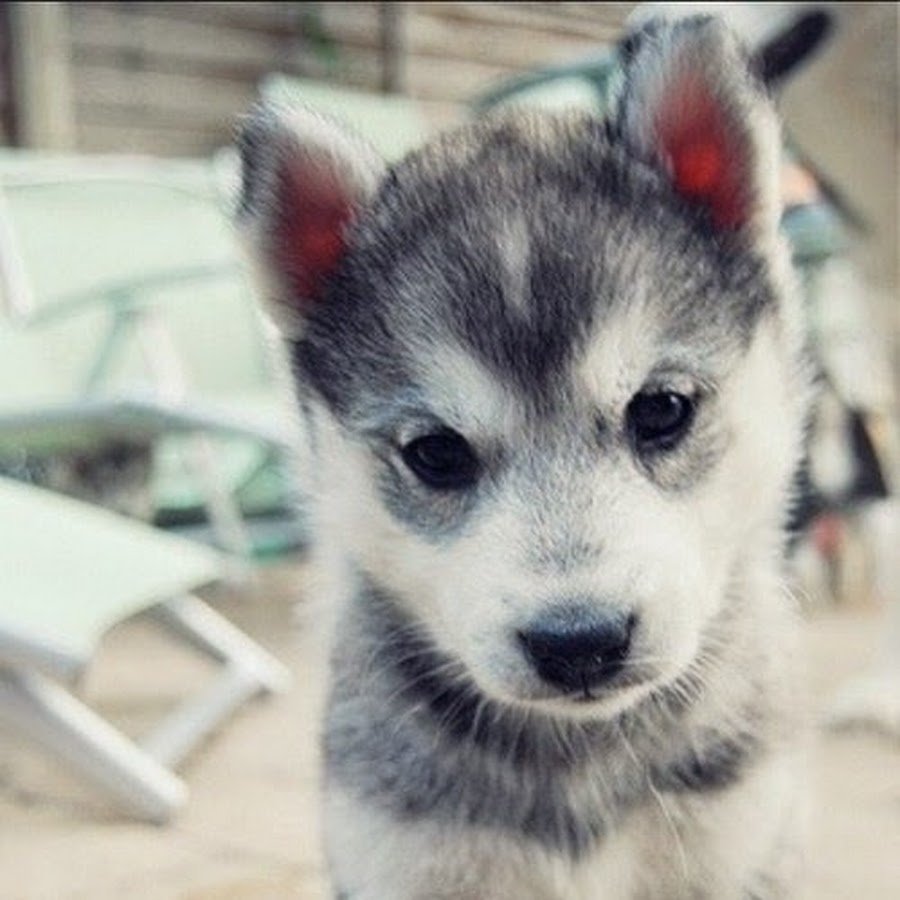 Милые щенки хаски