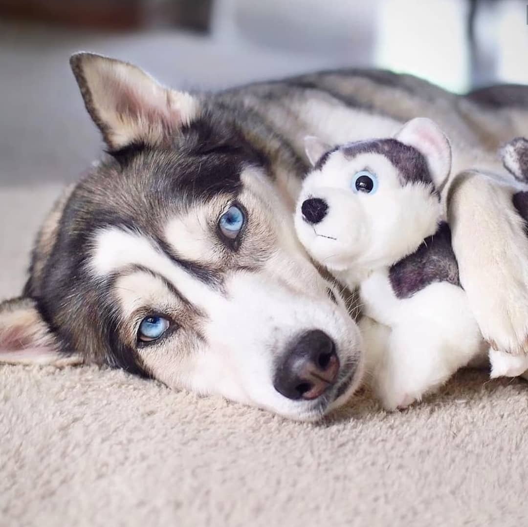 Хаски и кролик