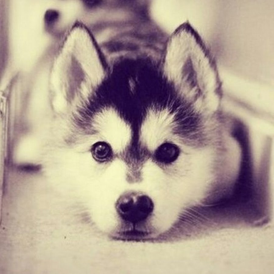 Милые собаки на аватарку