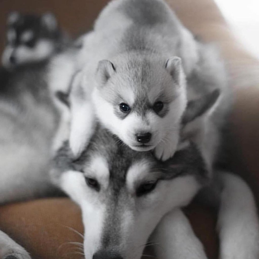 Милые хаски