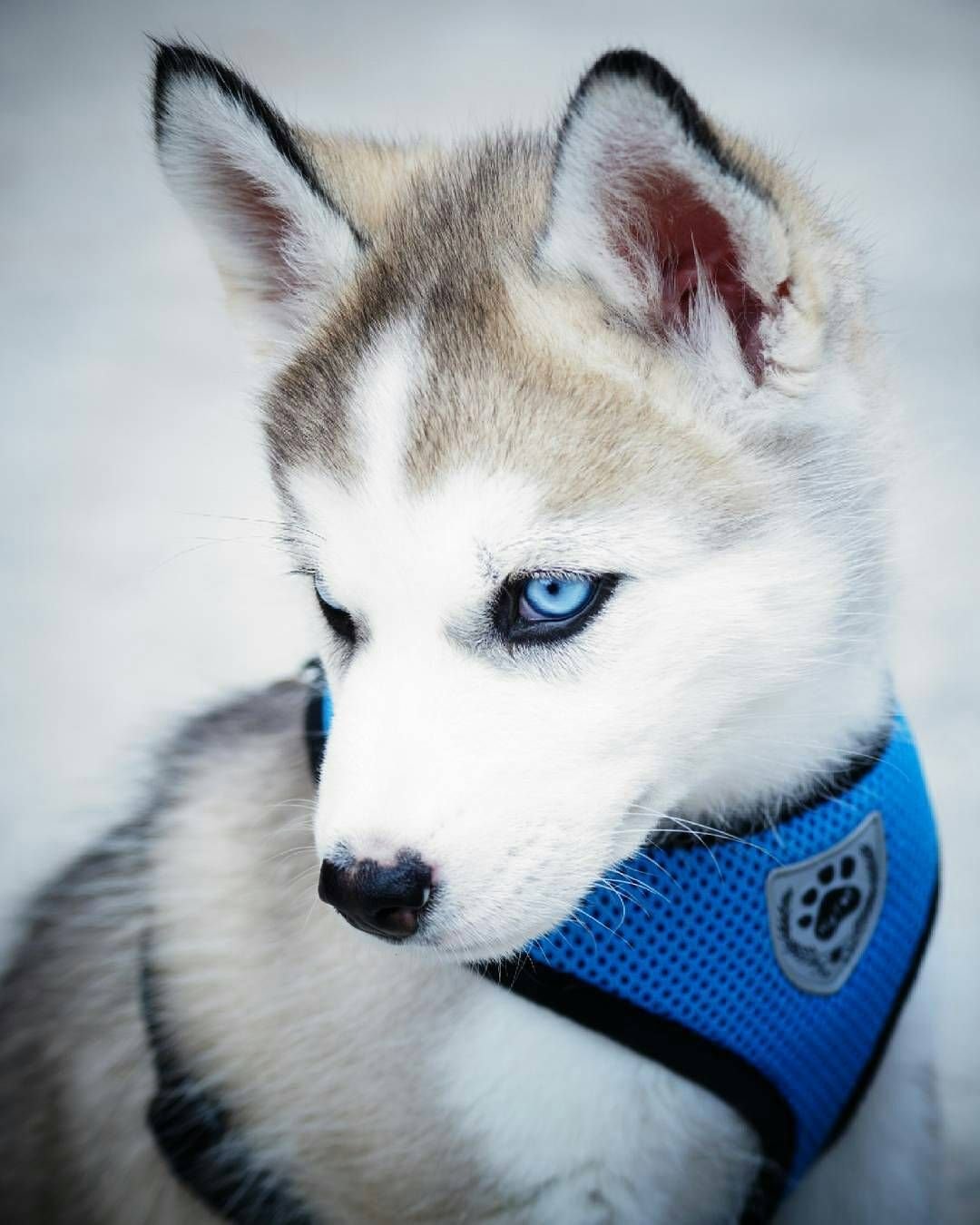 Питомец хаски