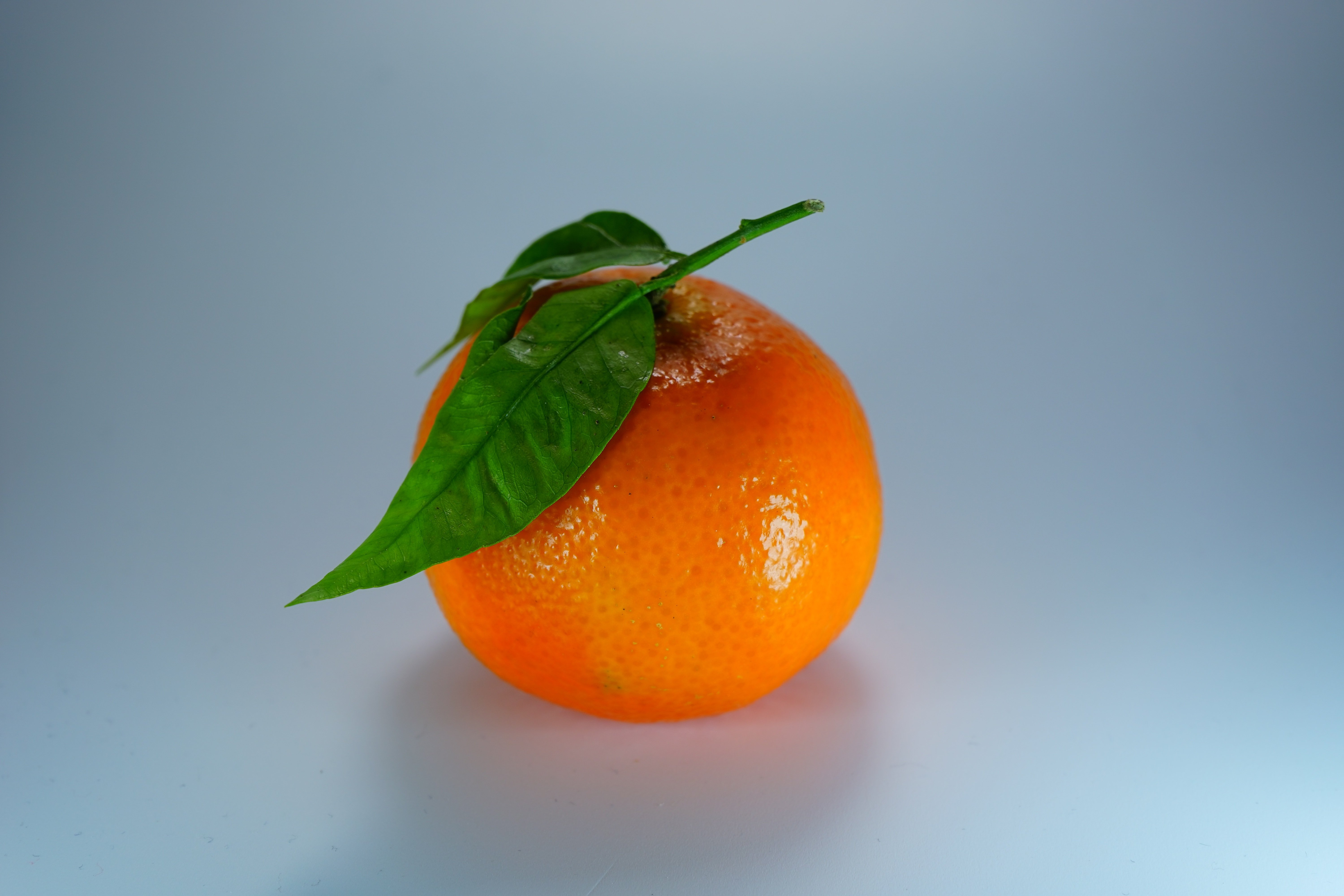 Апельсин новые слова. Мандарин оранжевый Клементин. Танжерин фрукт. Цитрус Клементин листья. Мандарин референс.