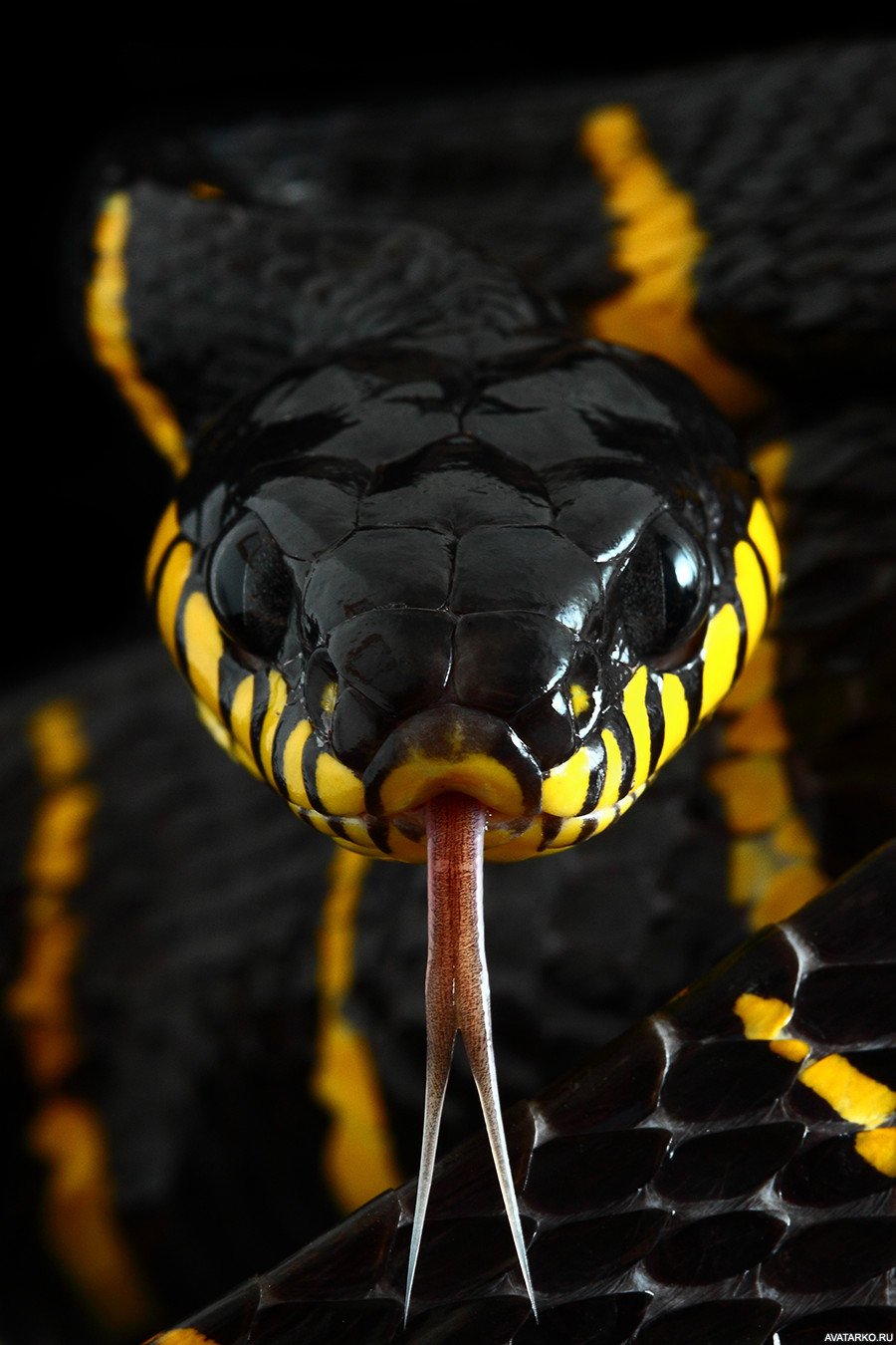 Мангровая бойга