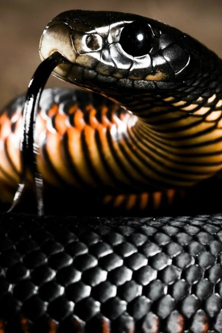 Королевская Кобра черная