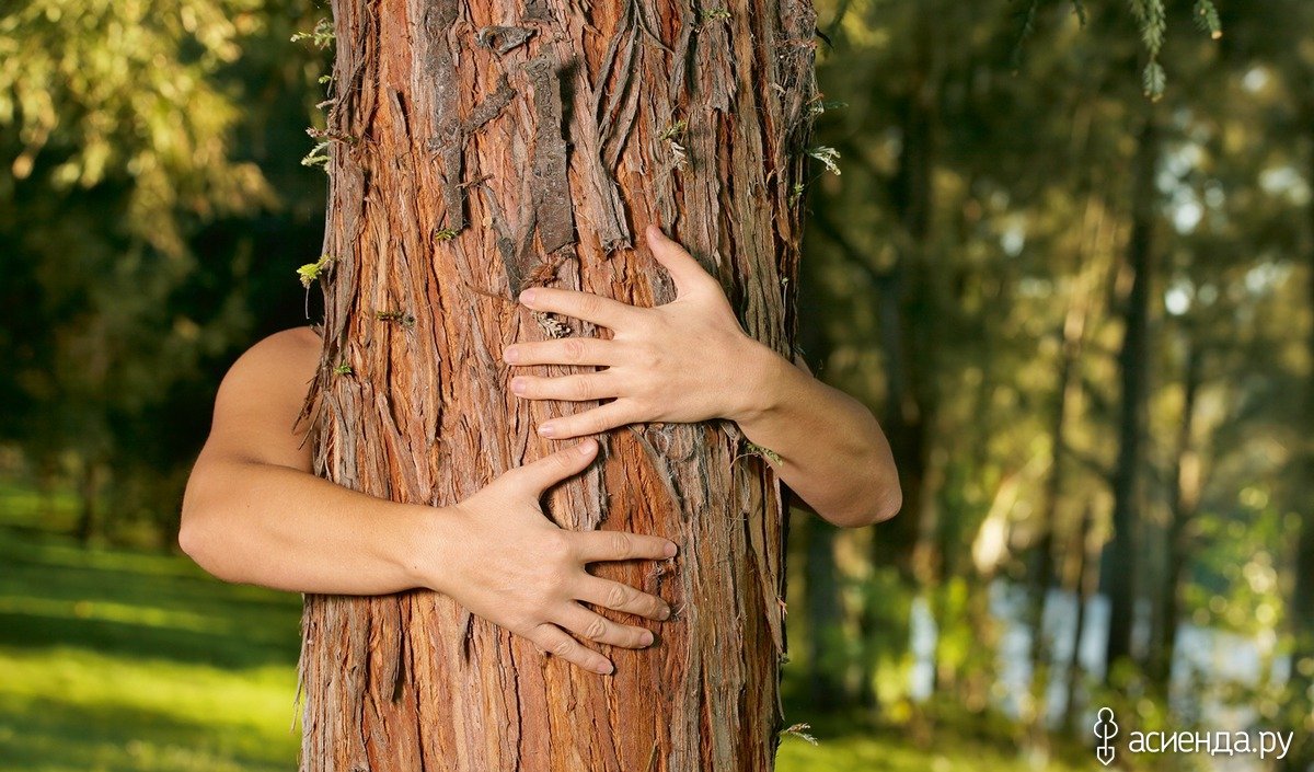 Милорн дерево