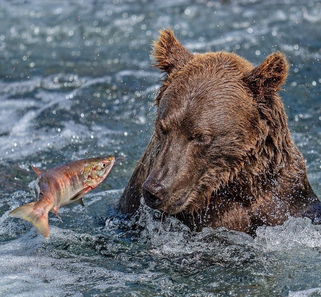 Медведь на рыбалке