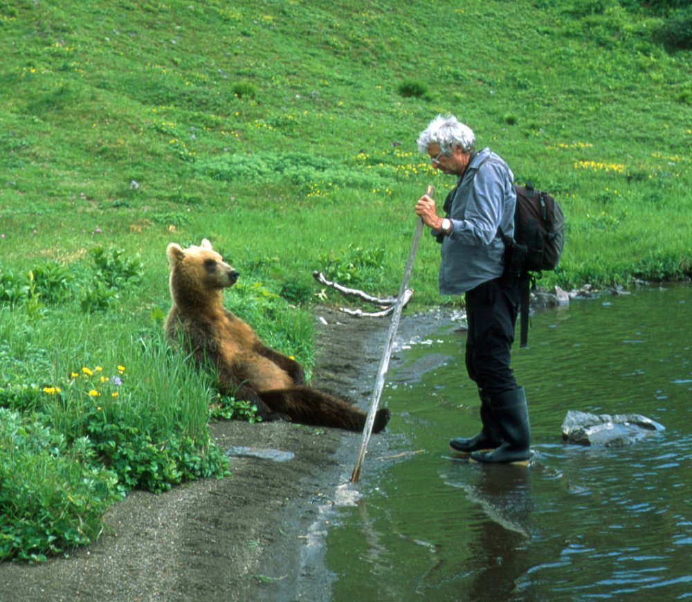 Медведь рыбачит вектор