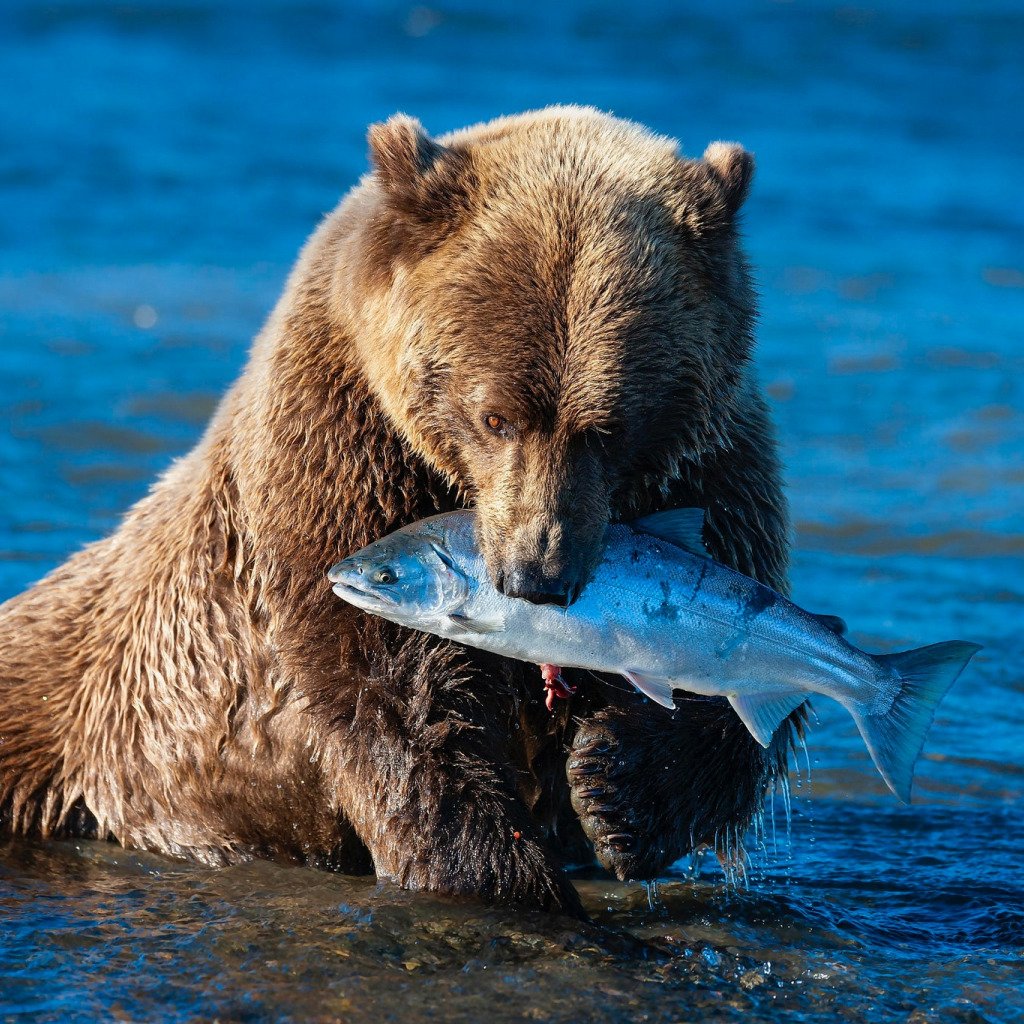 Камчатский бурый медведь на рыбалке