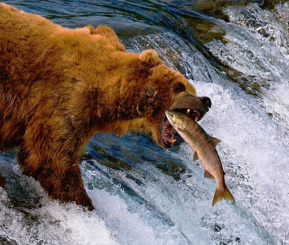 Лютога медведи рыбалка