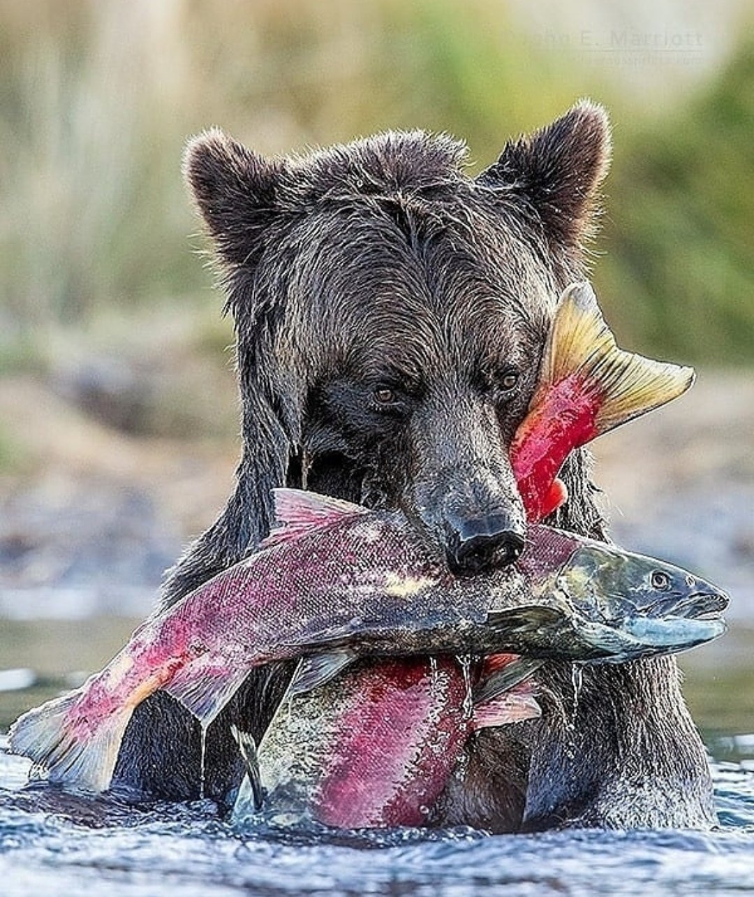 Медведь Гризли ловит лосось