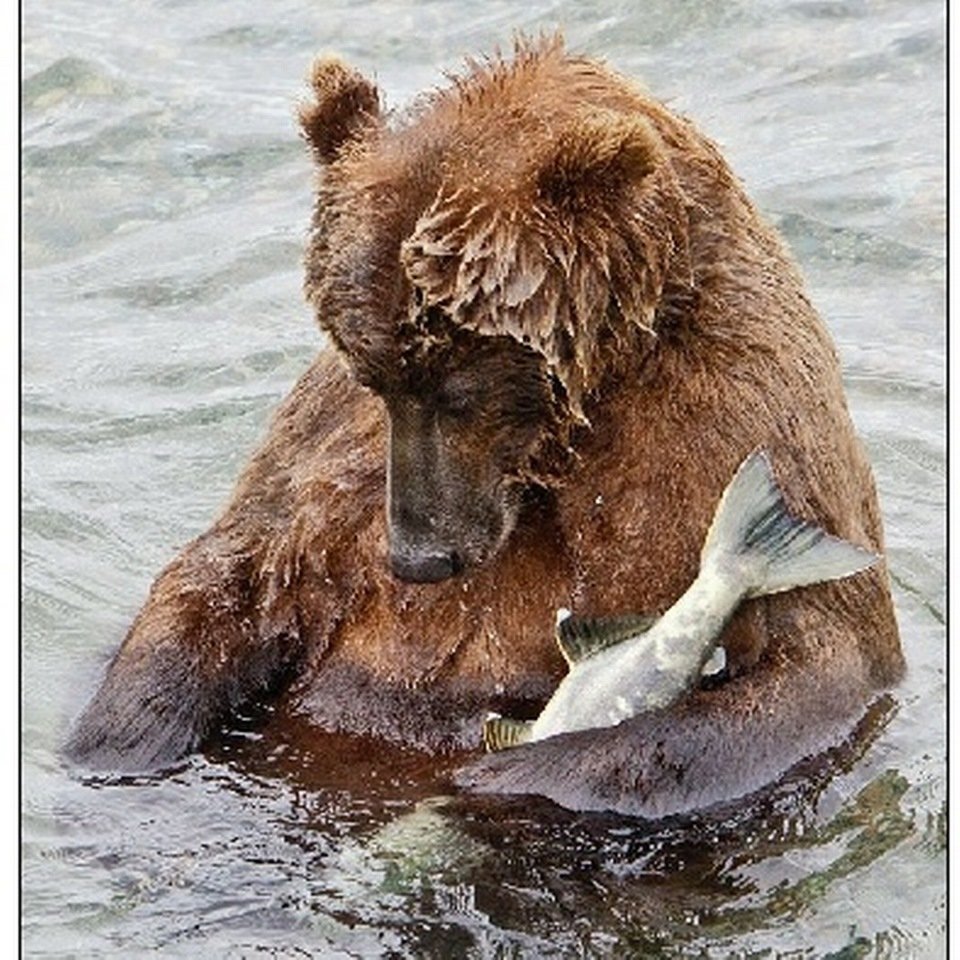 Камчатка медведи