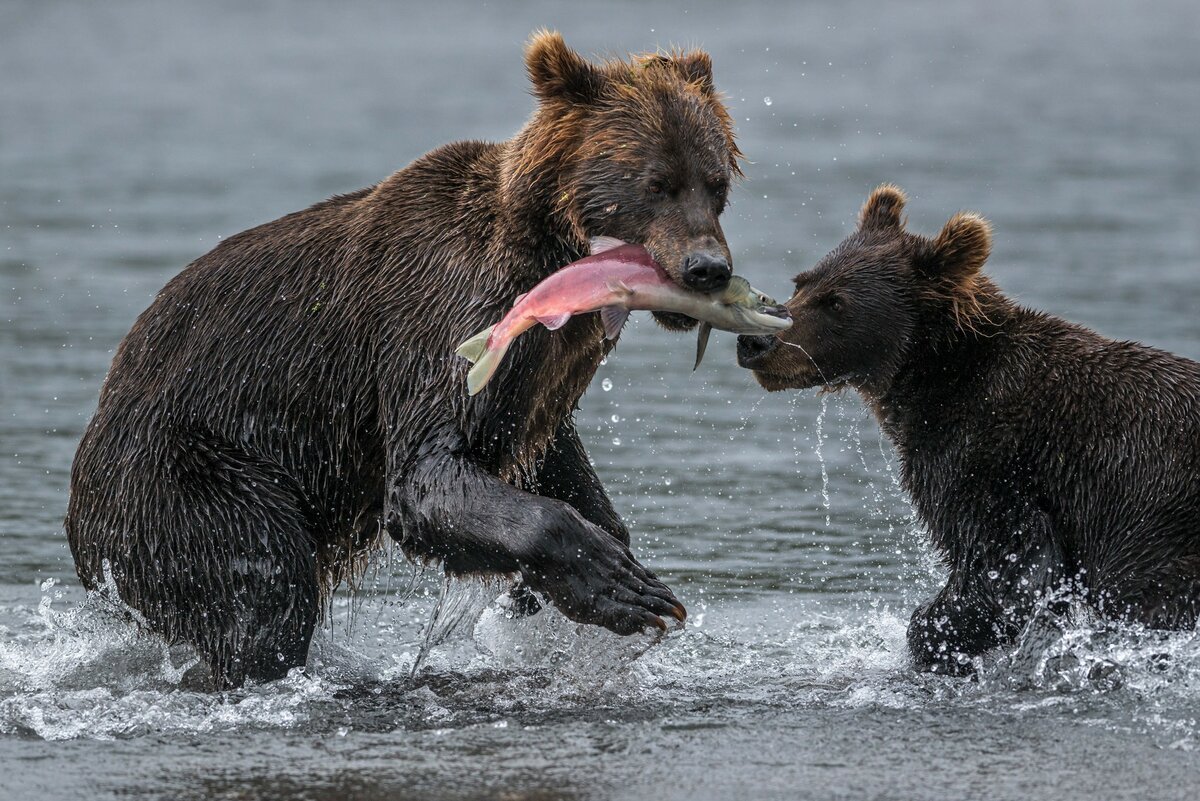 Камчатка прикол