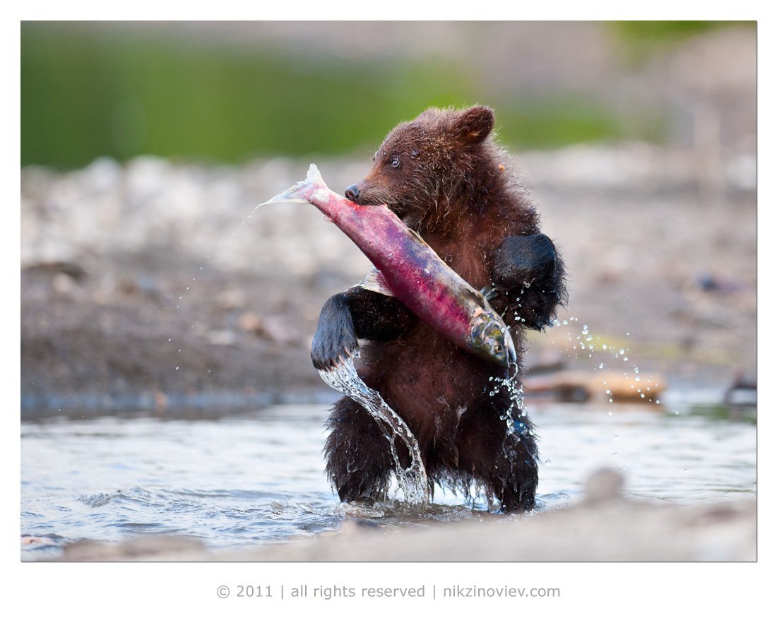 Алмазная мозаика медведь