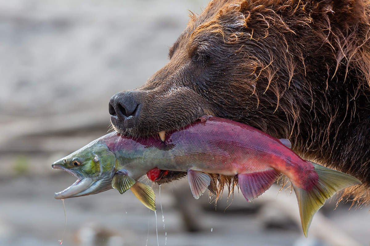 Картинки медведь на рыбалке