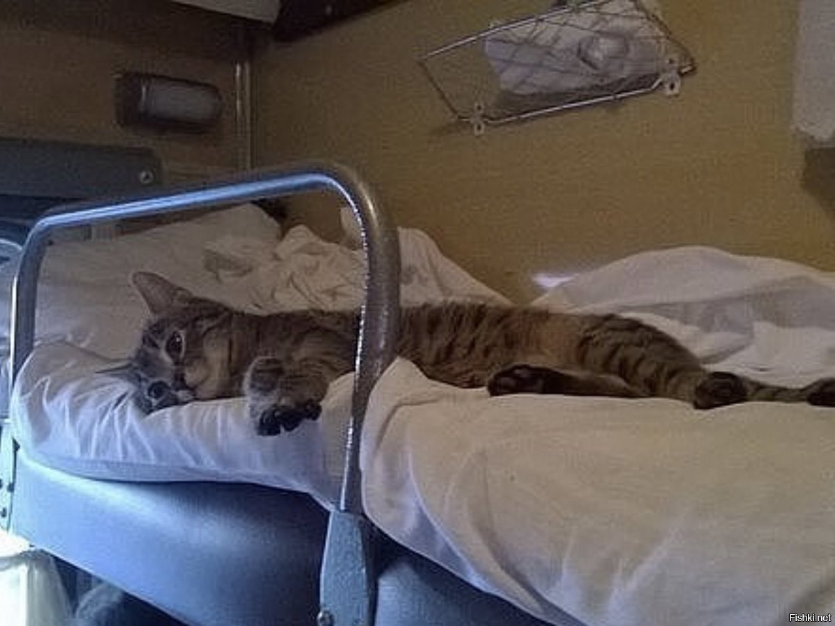 Кот в плацкарте