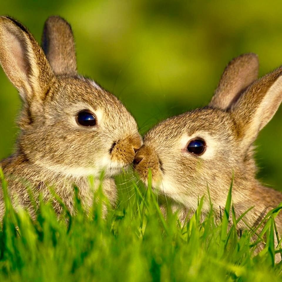 Кролики целуются