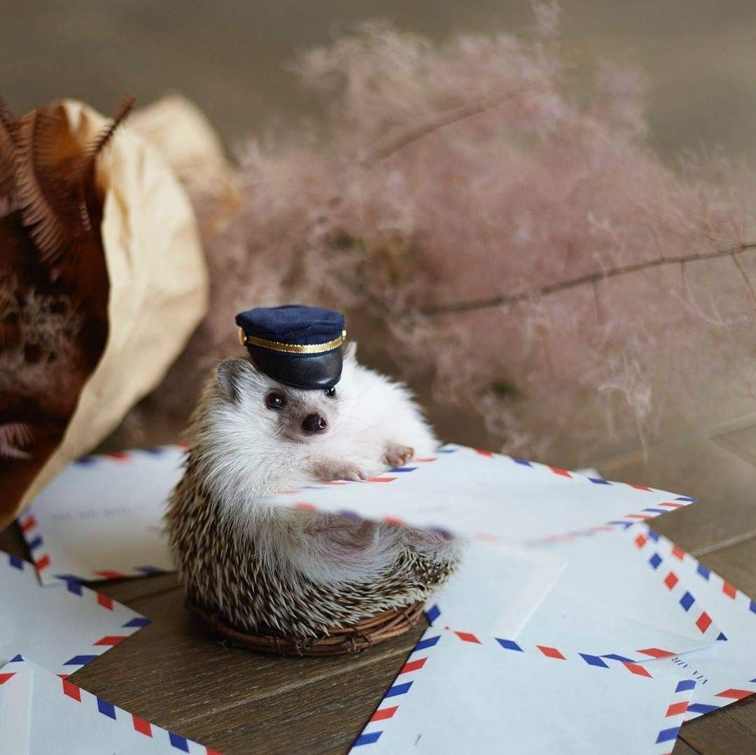 Ежик и кофе