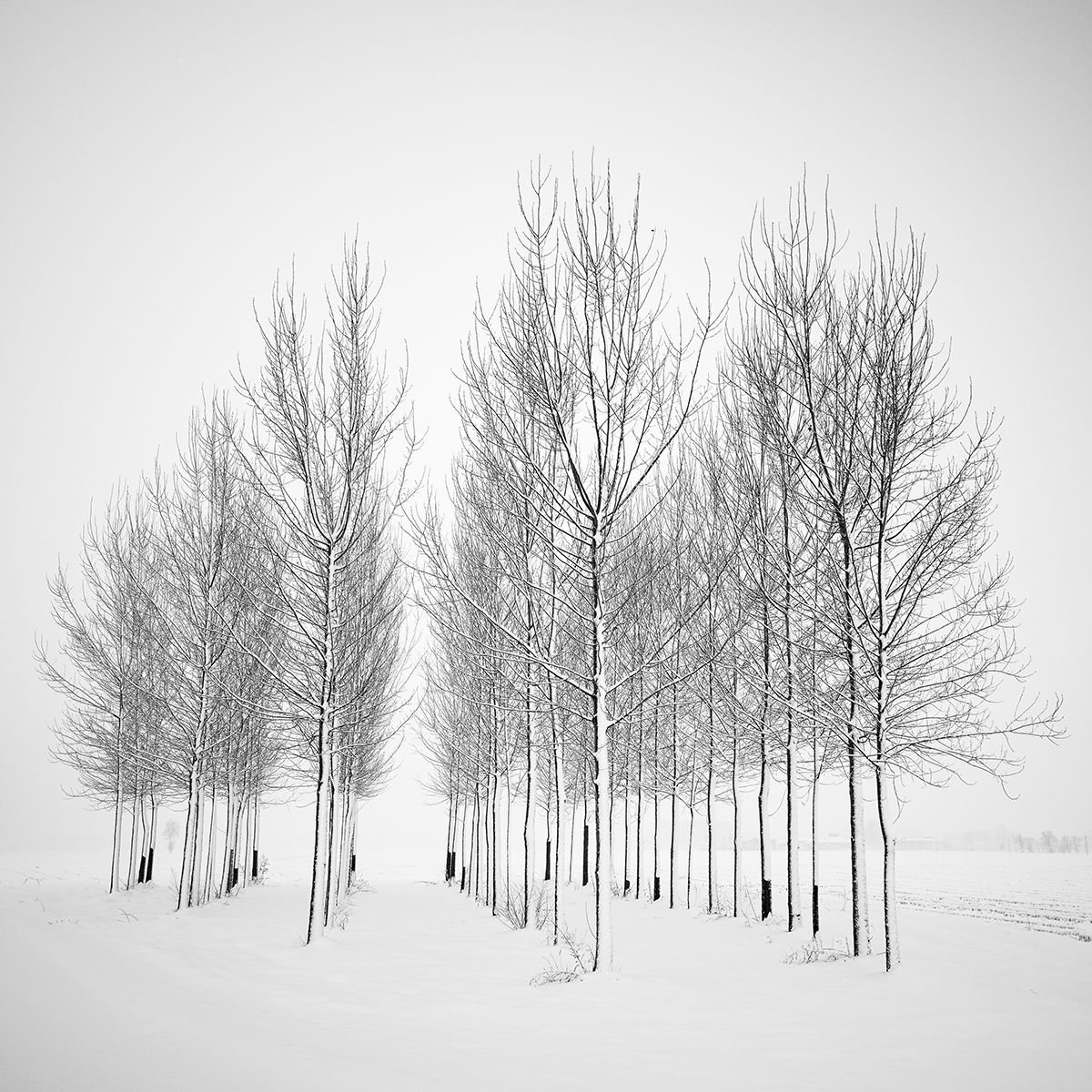 Зимнее дерево силуэт