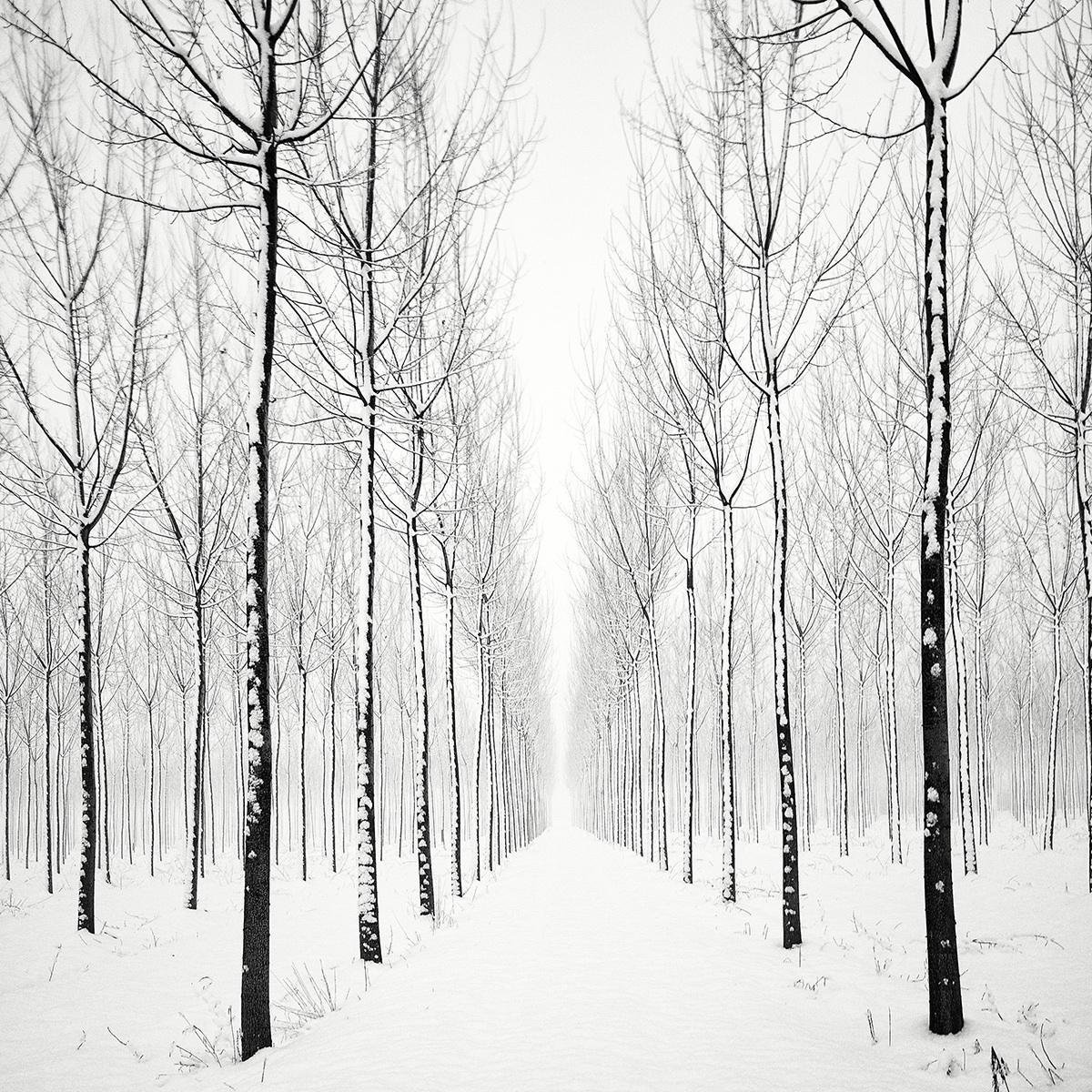 Зимний пейзаж чёрно белый