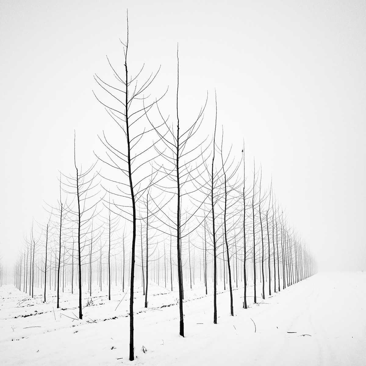 Белый пейзаж