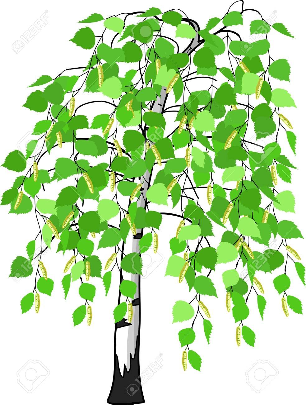 Береза Векторная